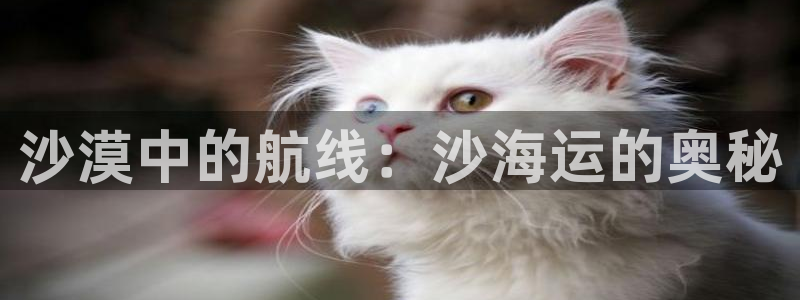 公海赌赌船官网jc710公海